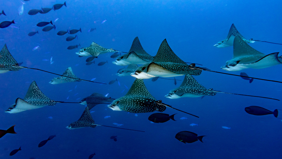 Area-based management is particularly important for the conservation and sustainable use of marine biodiversity in the high seas.