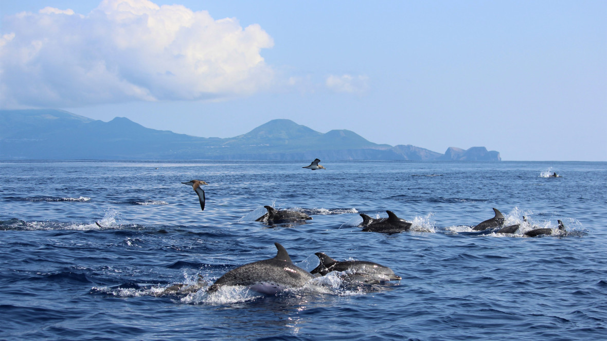 Dolphins off the coast of the Azores: Macaronesia is an important reservoir for marine biodiversity.